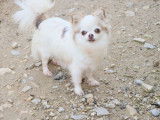 Chien Chihuahua femelle adulte LOF à vendre