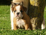 2 chiots Bulldog Anglais LOF à réserver
