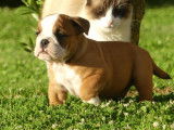 2 chiots Bulldog Anglais LOF à réserver