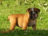 2 chiots Bulldog Anglais LOF à réserver