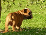 2 chiots Bulldog Anglais LOF à réserver
