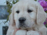 À réserver : 6 chiots Golden Retrievers LOF