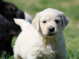 À réserver : 6 chiots Golden Retrievers LOF