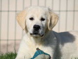 À réserver : 6 chiots Golden Retrievers LOF