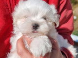 Chiots Bichon Maltais LOF à réserver