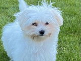 Chiots Bichon Maltais LOF à réserver