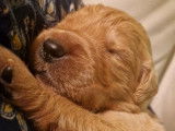 7 chiots Golden Retrievers LOF à réserver