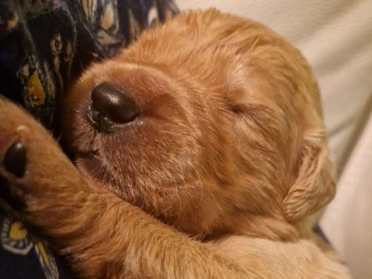7 chiots Golden Retrievers LOF à réserver