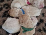 7 chiots Golden Retrievers LOF à réserver