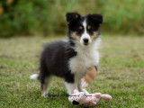 Chiots femelles Bergers des Shetland LOF à vendre