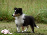Chiots femelles Bergers des Shetland LOF à vendre