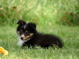 Chiots femelles Bergers des Shetland LOF à vendre