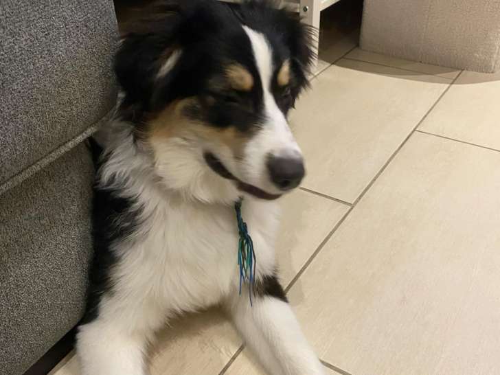 Chiot de race Berger Australien femelle à vendre
