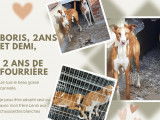 Boris, beau et jeune Podenco à adopter