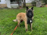 2 chiots Bergers Belges Tervuerens LOF