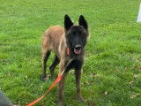 À vendre : un chien Berger Belge Tervueren LOF