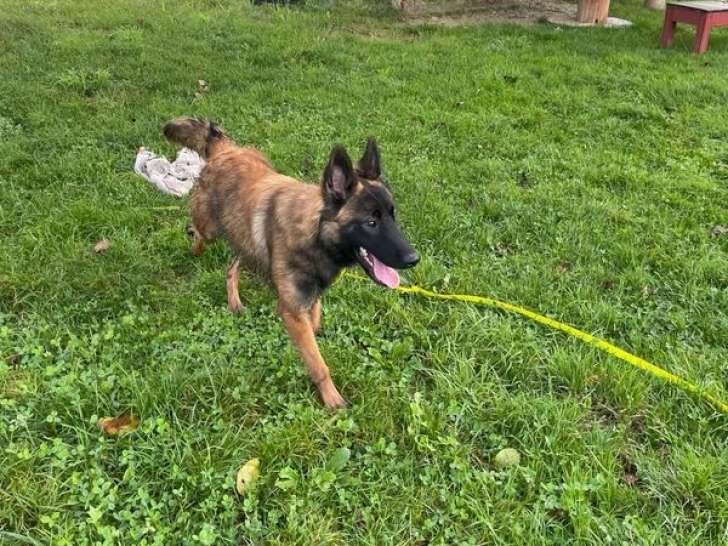 Une chienne Berger Belge Tervueren LOF disponible à la vente