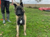 Une chienne Berger Belge Tervueren LOF disponible à la vente