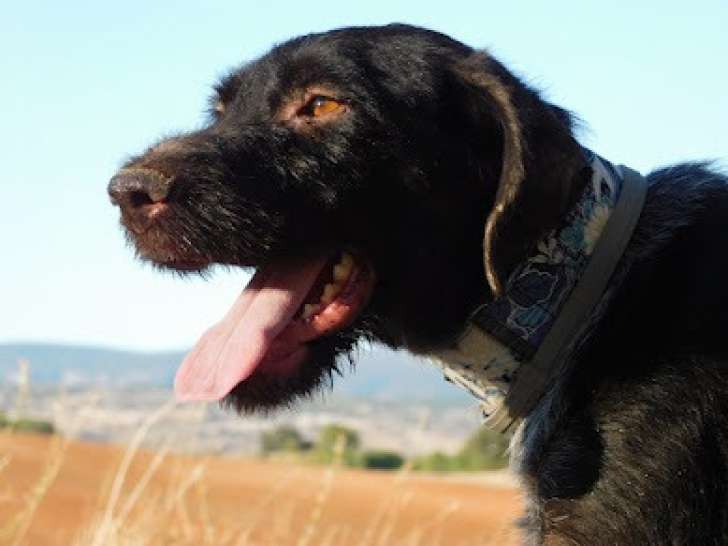 Derya, docile , gentille et gourmande à adopter