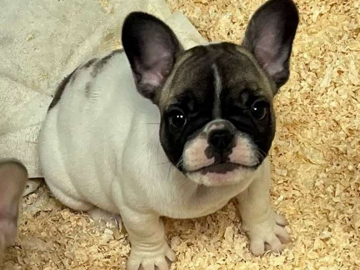 À vendre :1 chiot mâle Bouledogue Français LOF