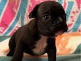À vendre :1 chiot mâle Bouledogue Français LOF