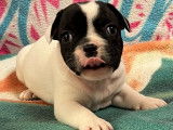 À vendre :1 chiot mâle Bouledogue Français LOF