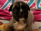 À vendre :1 chiot mâle Bouledogue Français LOF