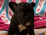 À vendre :1 chiot mâle Bouledogue Français LOF