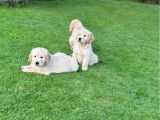 À vendre : 7 chiots Golden Retrievers LOF