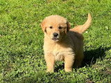 8 chiots Golden Retrievers LOF disponibles à la réservation