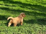8 chiots Golden Retrievers LOF disponibles à la réservation