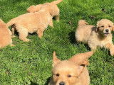 8 chiots Golden Retrievers LOF disponibles à la réservation