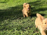 8 chiots Golden Retrievers LOF disponibles à la réservation