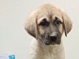 Des chiots Bergers Kangals d’Anatolie LOF à vendre