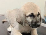 Des chiots Bergers Kangals d’Anatolie LOF à vendre
