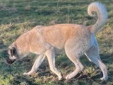 Des chiots Bergers Kangals d’Anatolie LOF à vendre