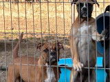 3 chiots Bulldogs Continentaux LOF à vendre