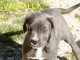 5 chiots Cane Corso LOF à vendre