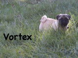 À vendre : 2 chiots mâles Carlins LOF