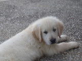 1 chiot mâle Golden Retriever LOF disponible à la réservation