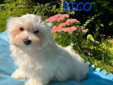 Disponibles à la vente : 3 chiots mâles Bichons Maltais LOF