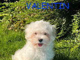 Disponibles à la vente : 3 chiots mâles Bichons Maltais LOF