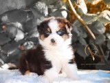 6 chiots Bergers Australiens LOF disponibles à la réservation