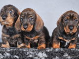 3 chiots mâles Teckels Standards LOF à réserver