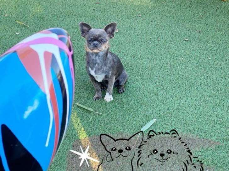 À vendre : une chienne Chihuahua LOF