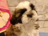 À vendre : 2 chiots Shih Tzu LOF