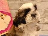 À vendre : 2 chiots Shih Tzu LOF