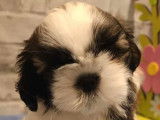 À vendre : 2 chiots Shih Tzu LOF
