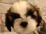 À vendre : 2 chiots Shih Tzu LOF
