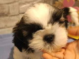 À vendre : 2 chiots Shih Tzu LOF